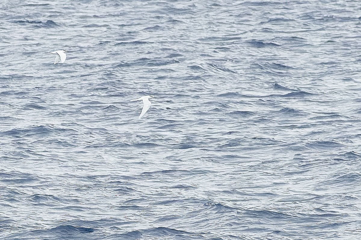 Black-naped Tern - ML617241816