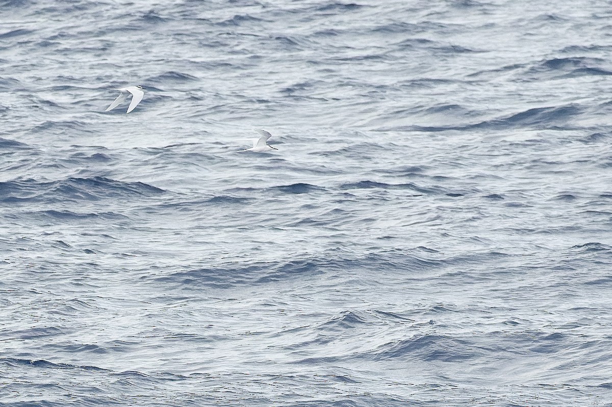 Black-naped Tern - ML617241818