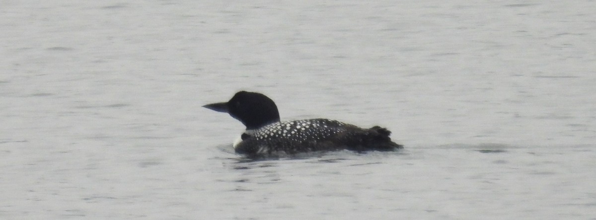 Common Loon - Eric Hartshaw