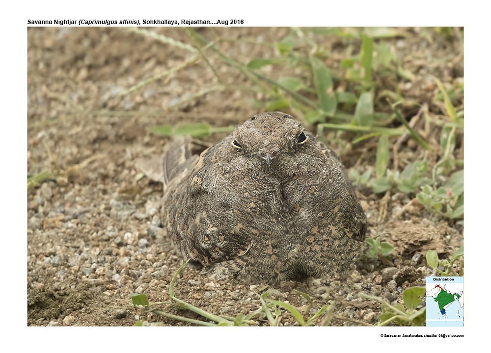 Savanna Nightjar - Saravanan Janakarajan