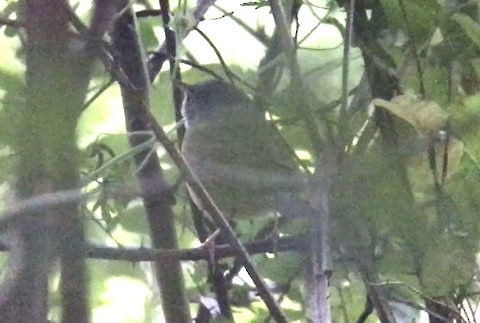 Mourning Warbler - ML617241911