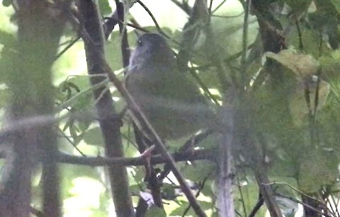 Mourning Warbler - ML617241920