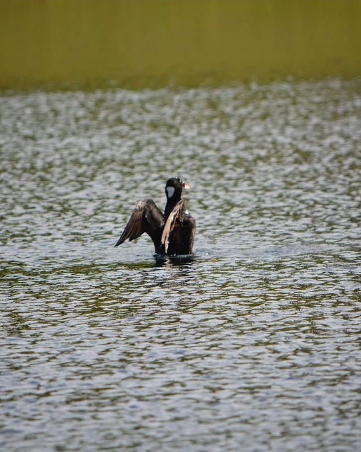 Surf Scoter - ML617241965