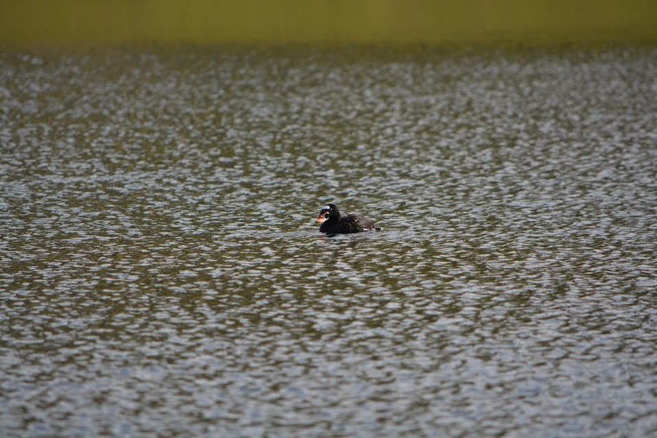 Surf Scoter - ML617242001