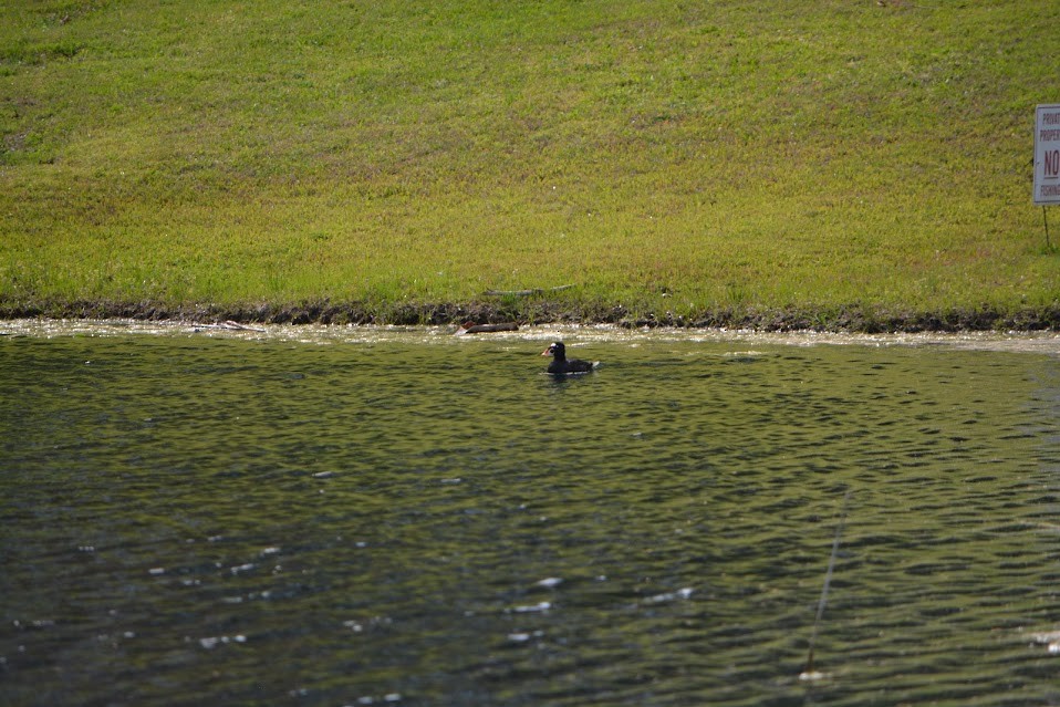 Surf Scoter - ML617242014