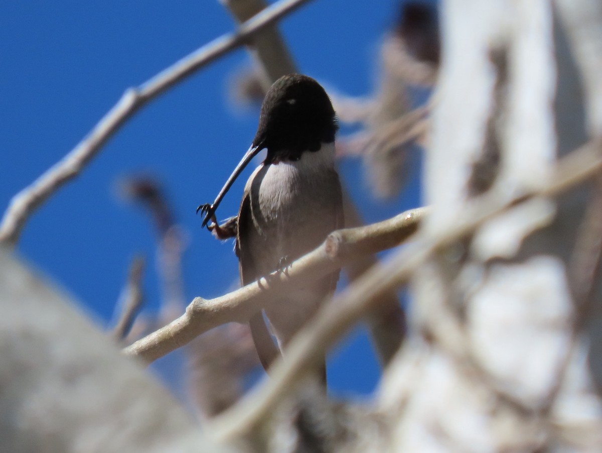 Black-chinned Hummingbird - ML617242027