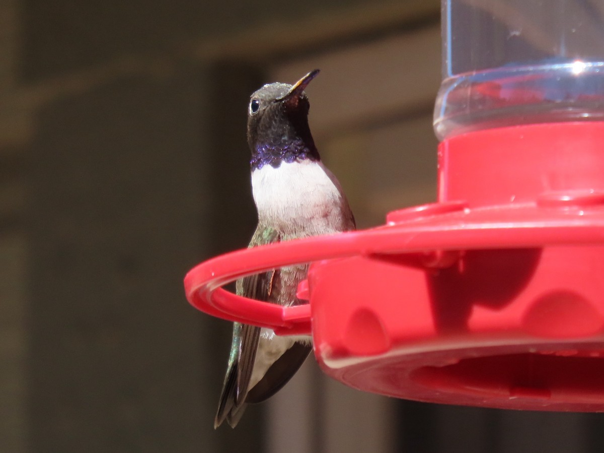 Black-chinned Hummingbird - ML617242037