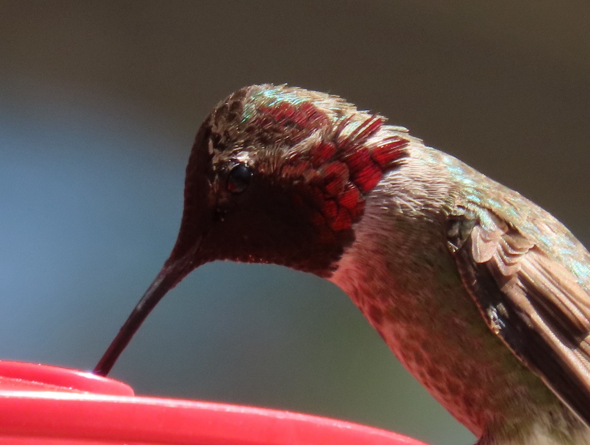 Anna's Hummingbird - D.T. Liggett