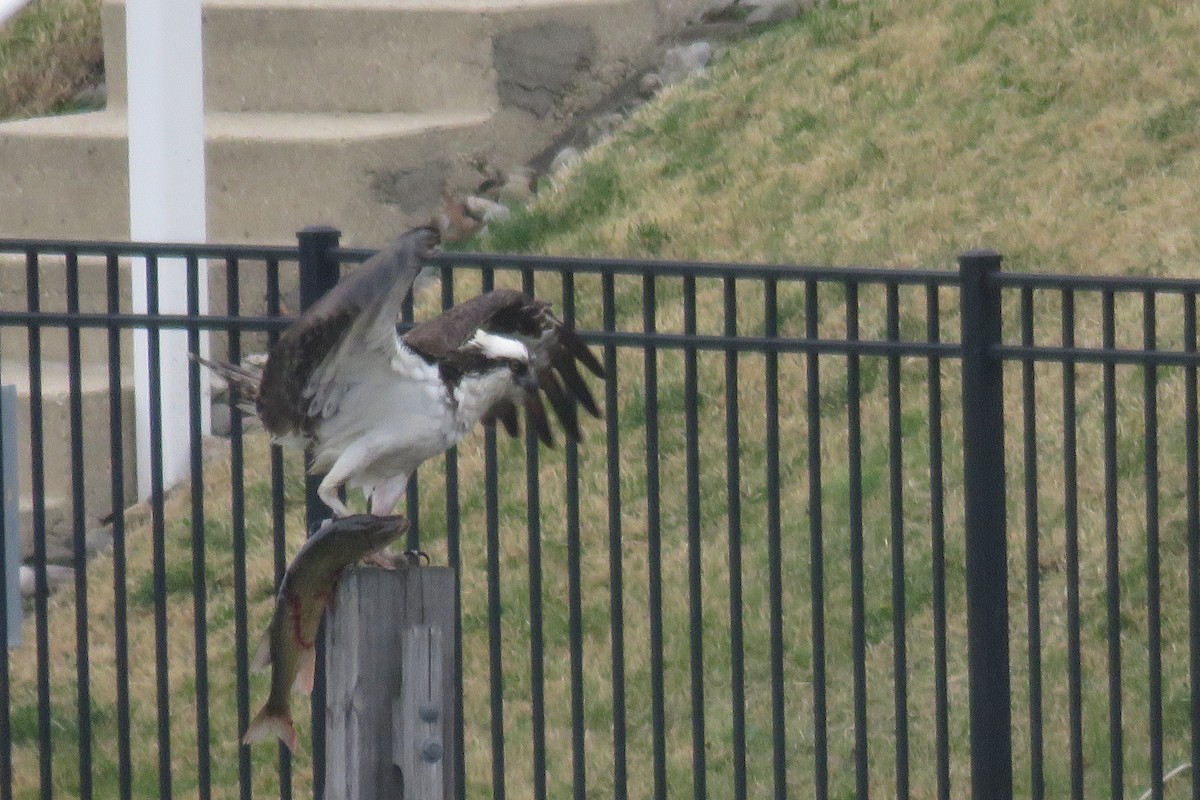 Osprey - J. Isaacs