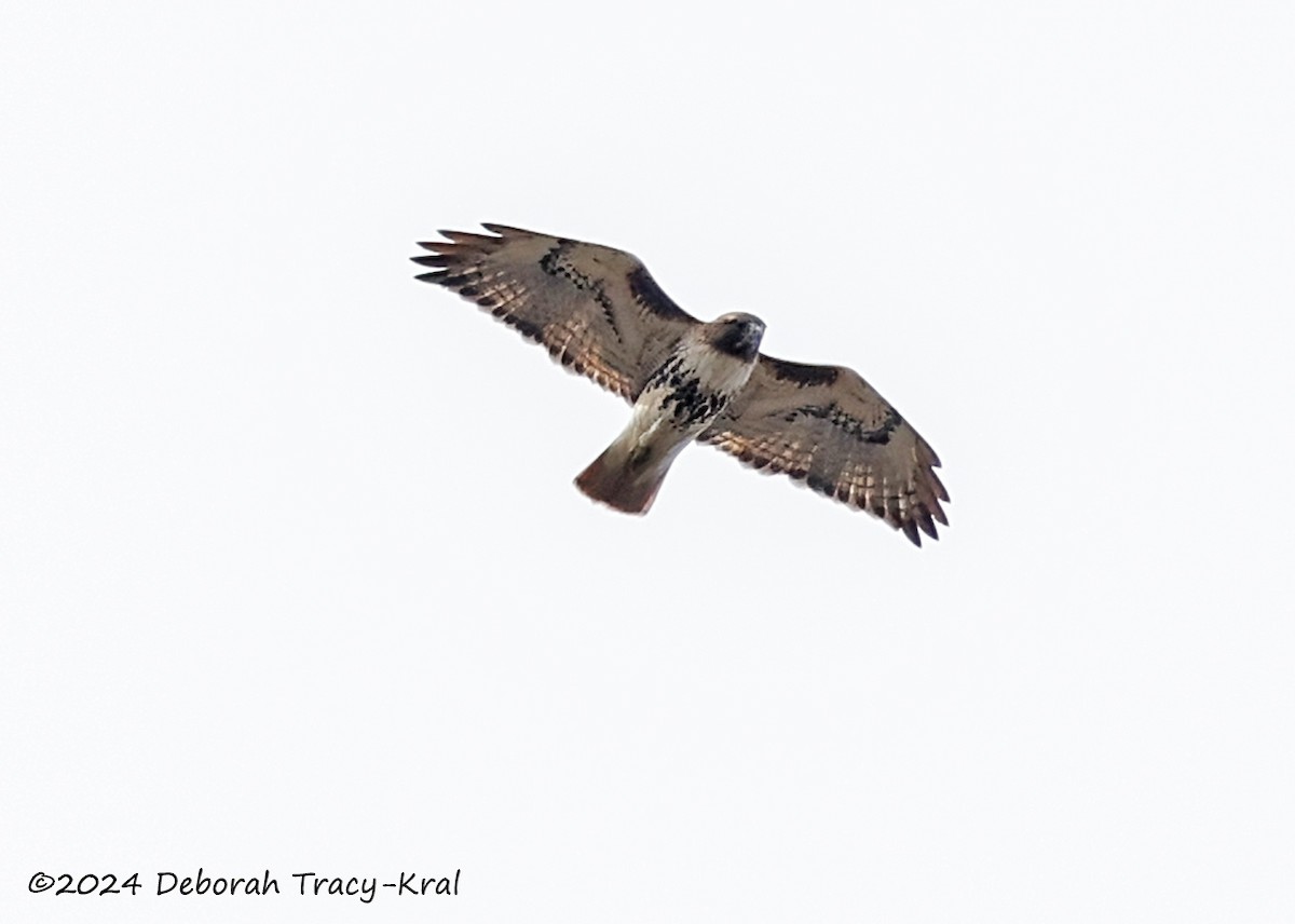 Red-tailed Hawk - Deborah Kral