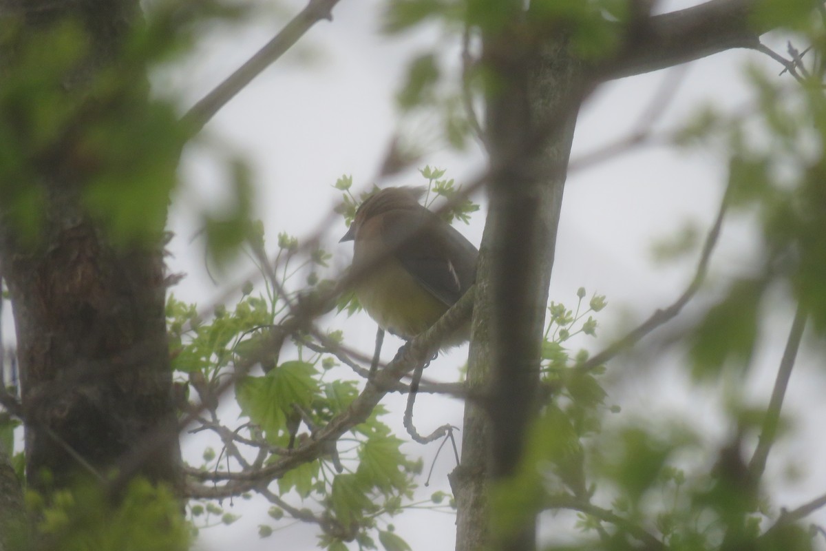 Cedar Waxwing - J. Isaacs