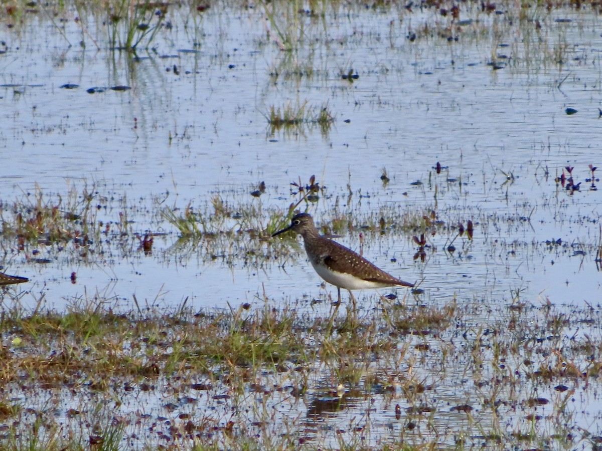 Solitary Sandpiper - ML617242150