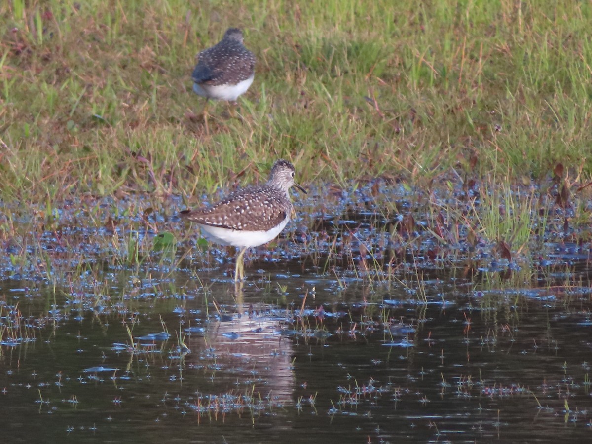 Solitary Sandpiper - ML617242151