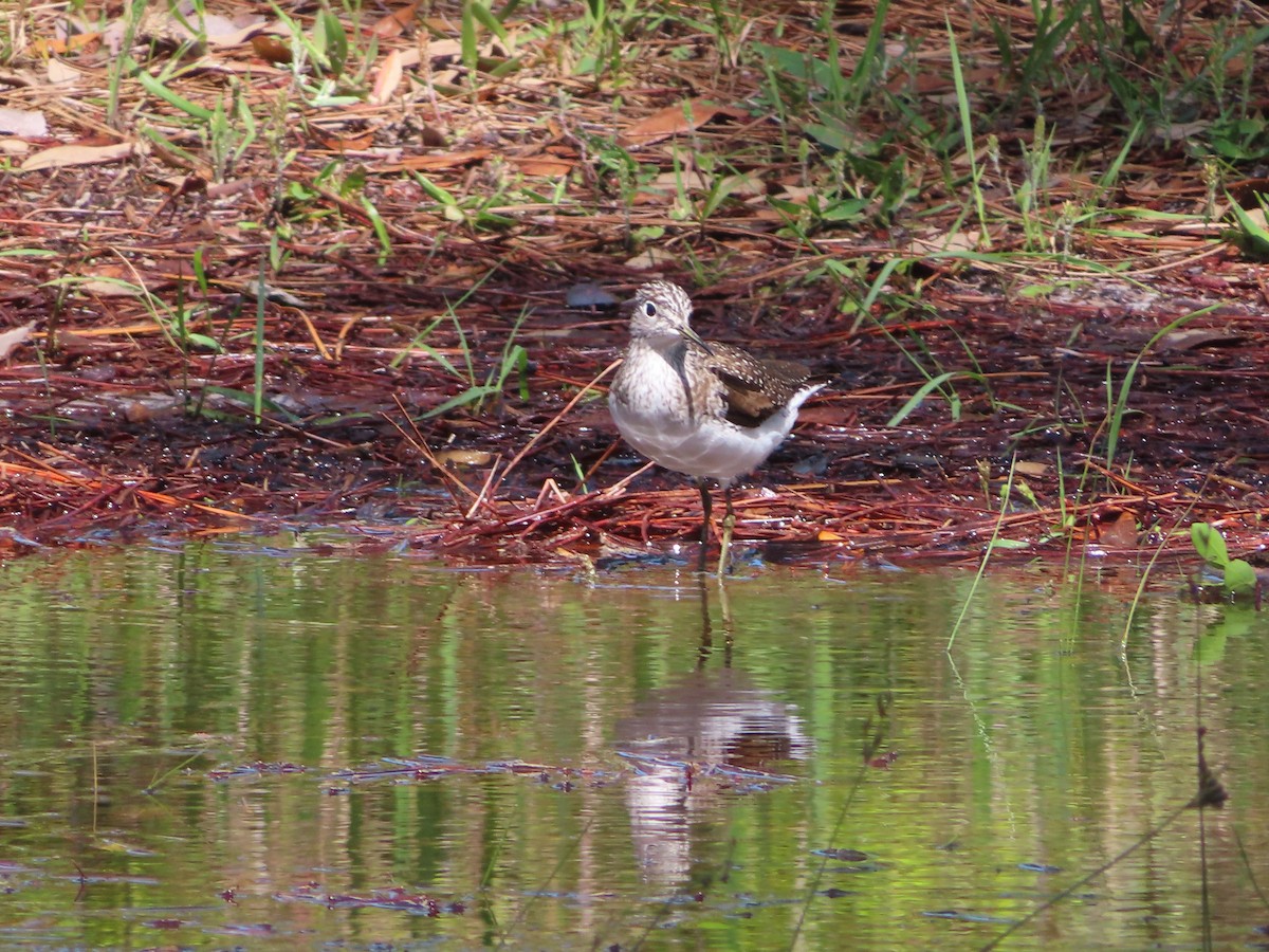 Solitary Sandpiper - ML617242152