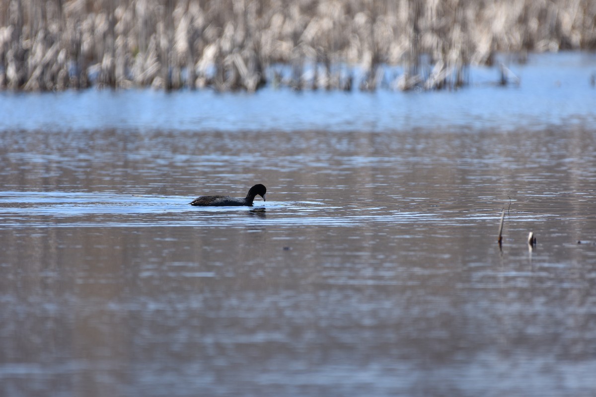 American Coot - ML617242157