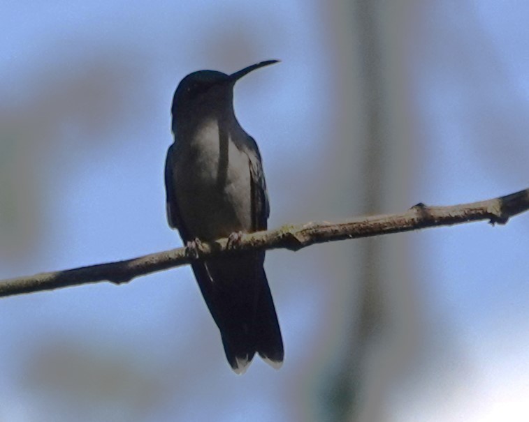 kolibřík modroocasý - ML617242158