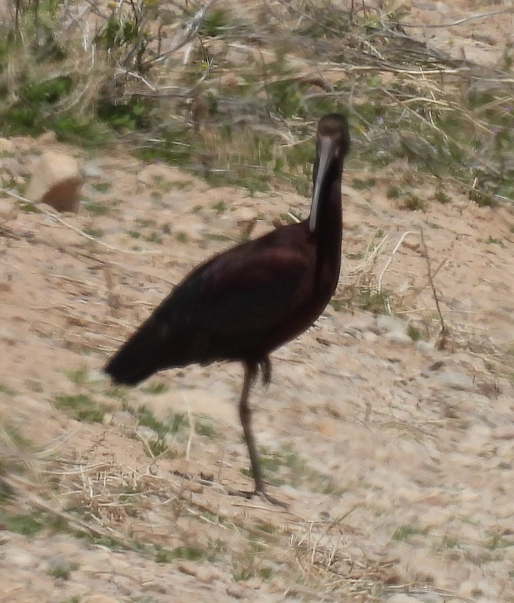 ibis americký - ML617242175