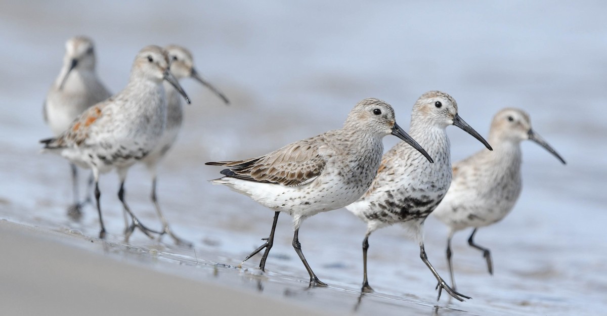 Dunlin - Trish Snider