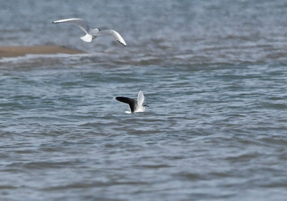 Little Gull - Trish Snider