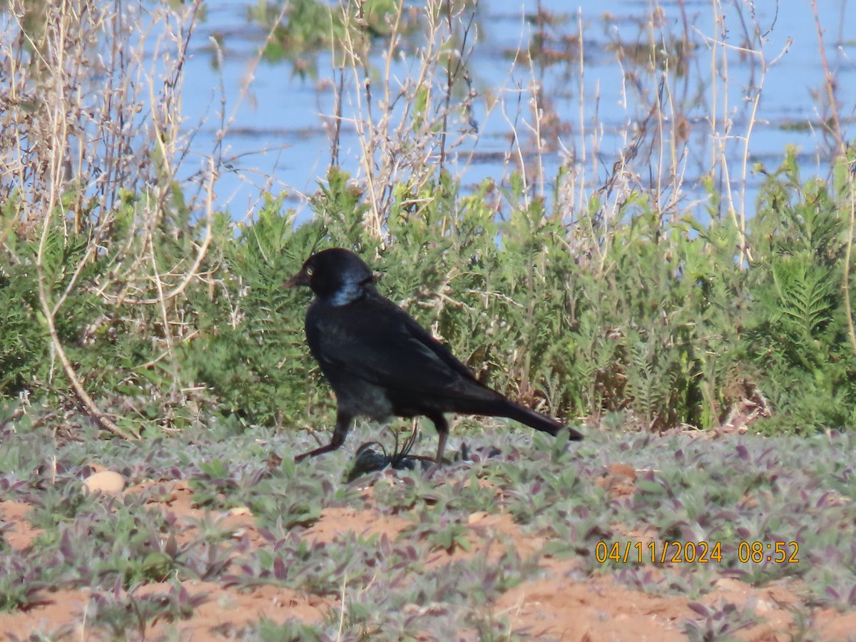 Great-tailed Grackle - Leon Book