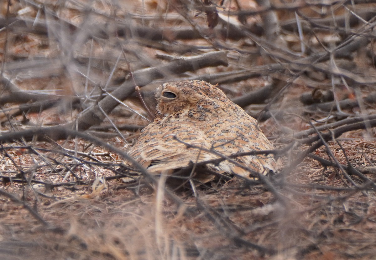 Golden Nightjar - ML617242233