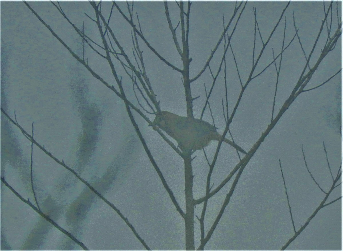 White-browed Laughingthrush - Thananh KH.