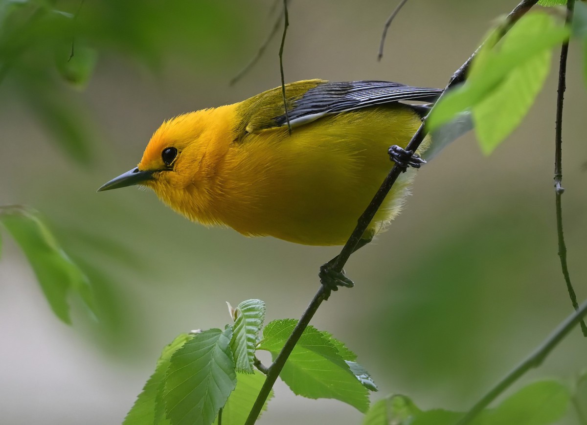 Prothonotary Warbler - Ann Stinely