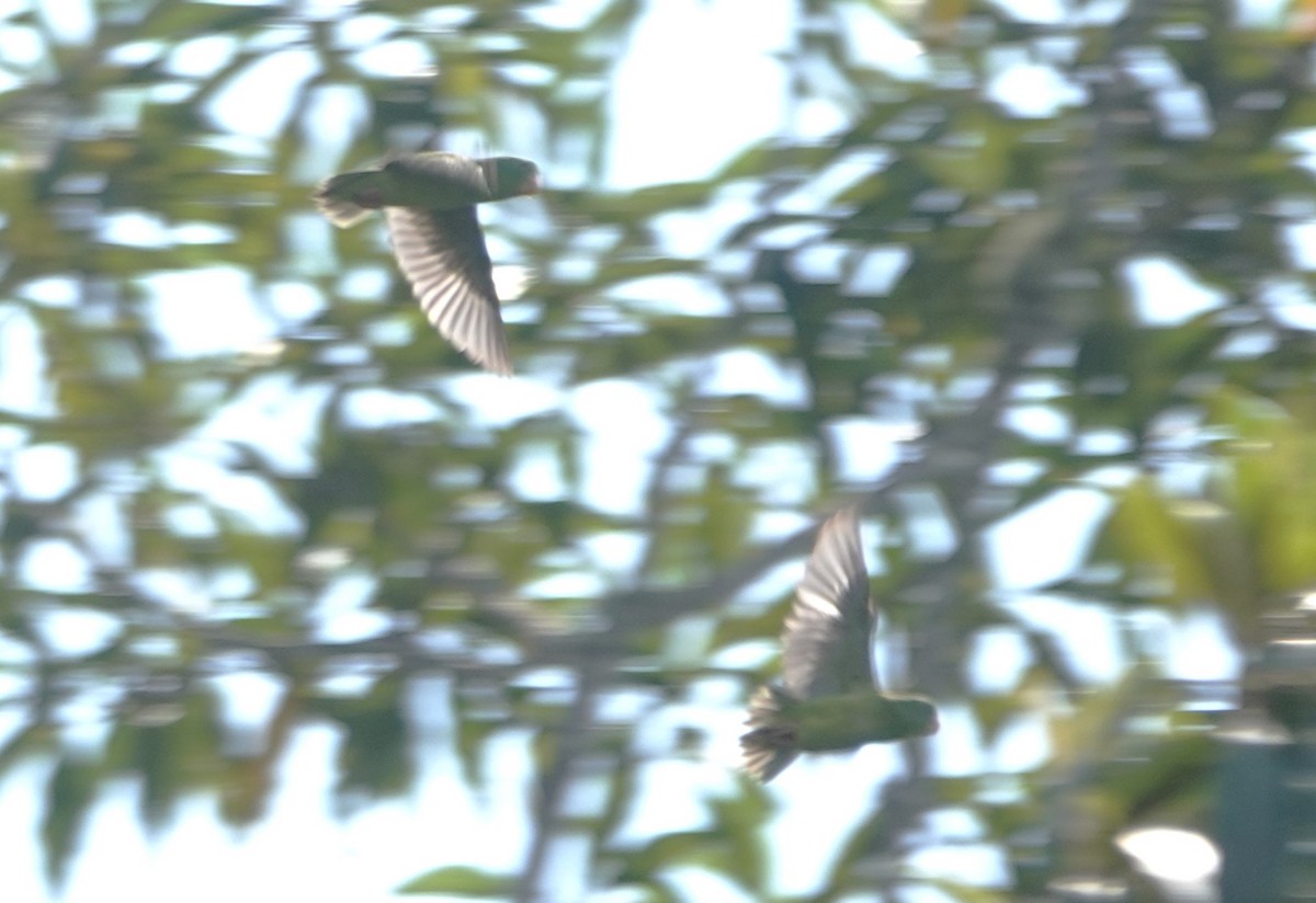 Spot-winged Parrotlet - ML617242286