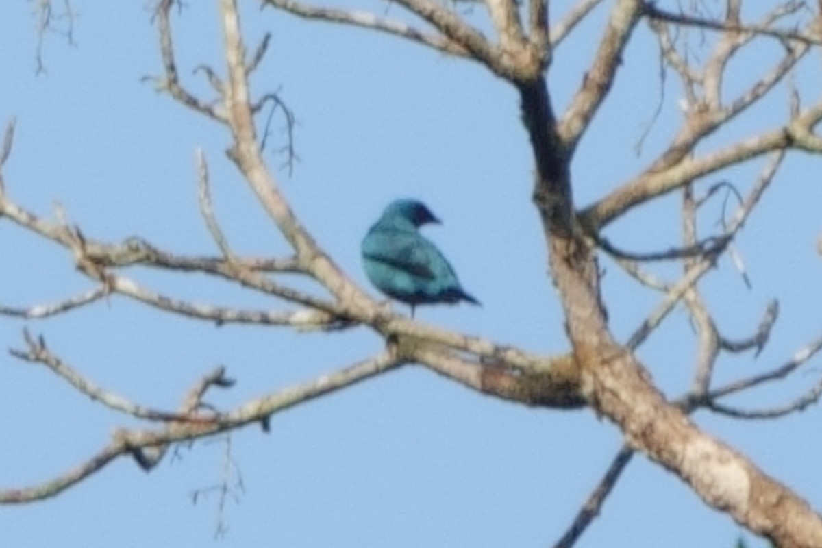 Blue Cuckooshrike - ML617242297