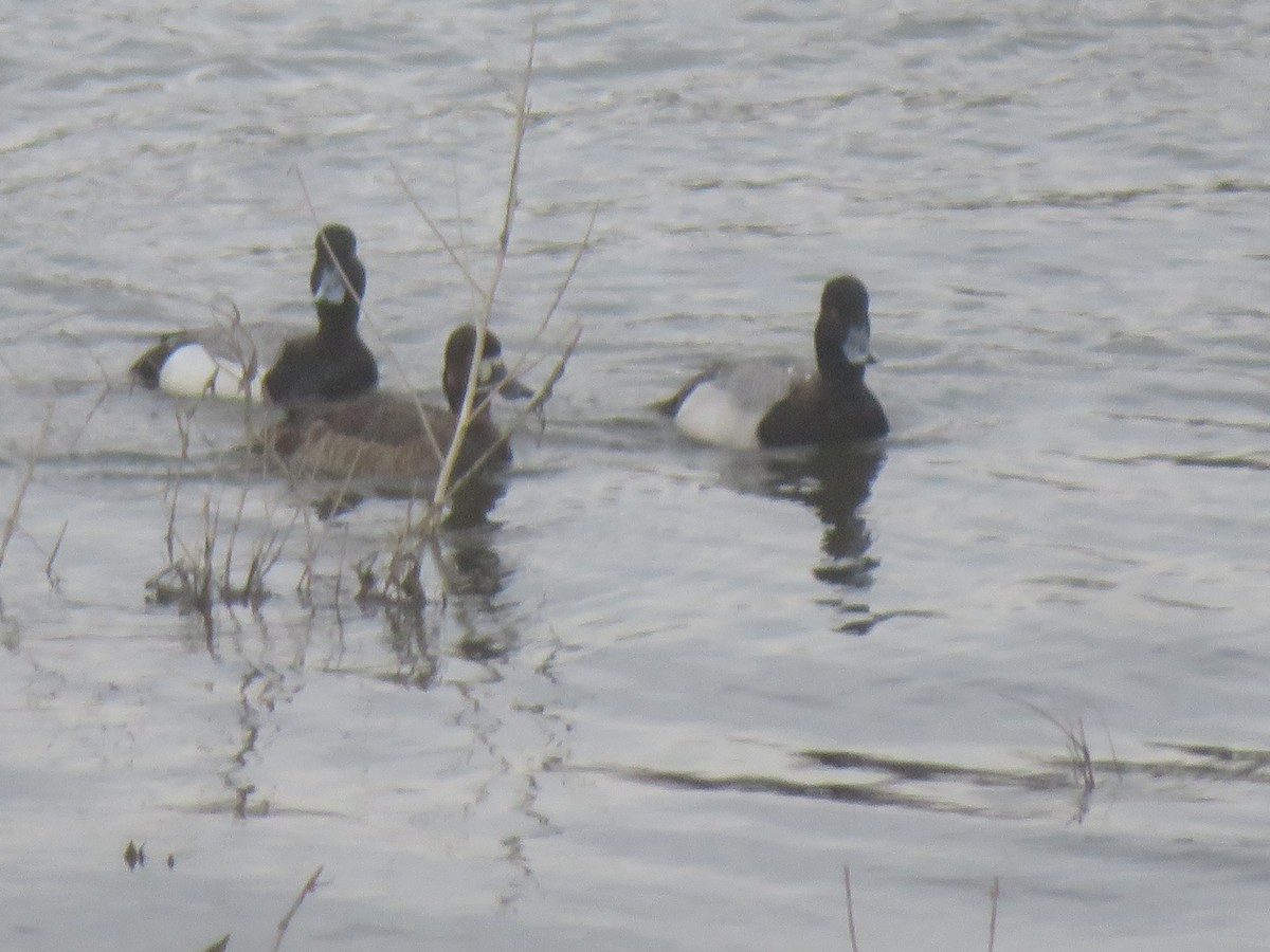 Lesser Scaup - William Kuk