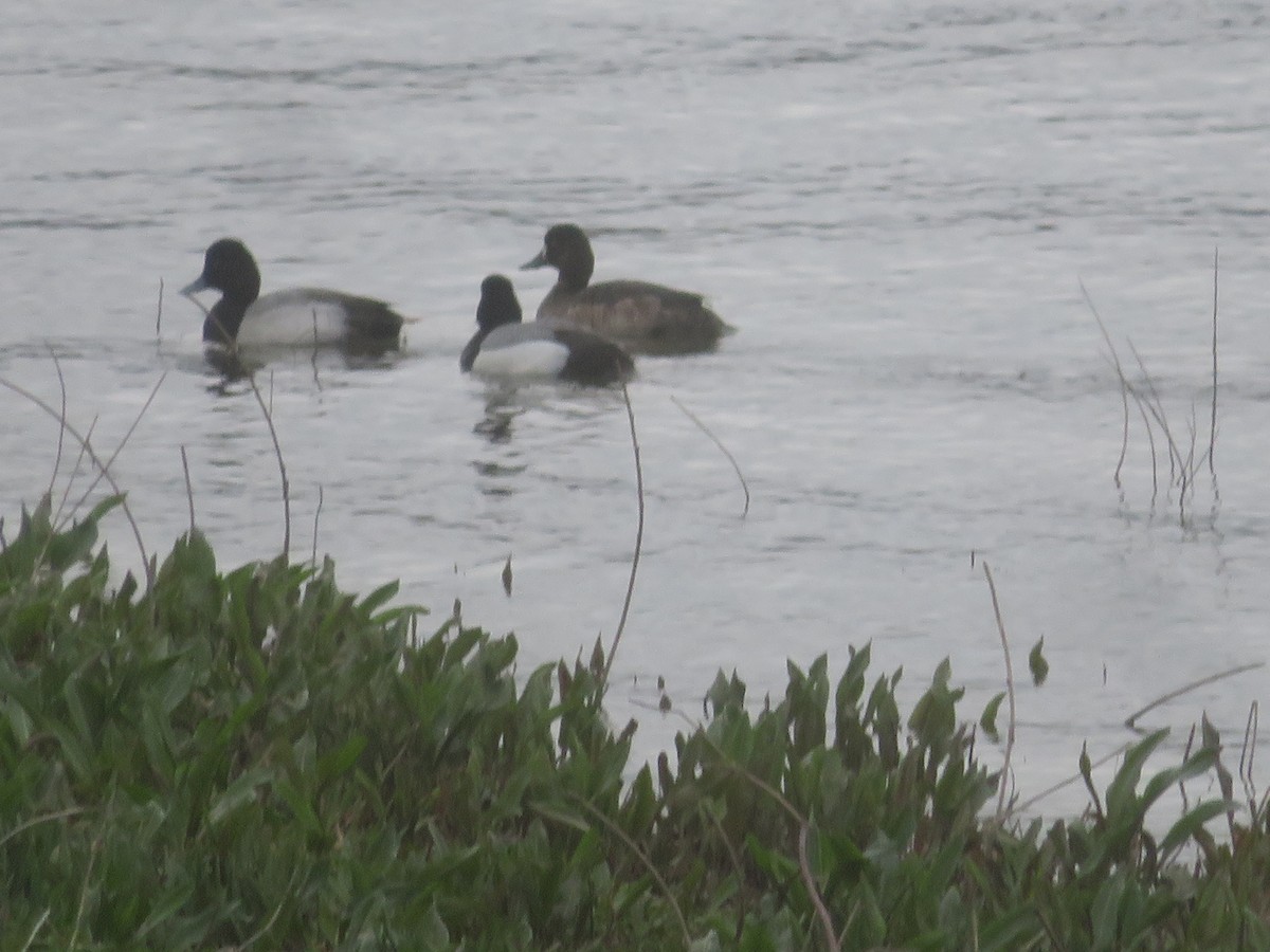 Lesser Scaup - ML617242308