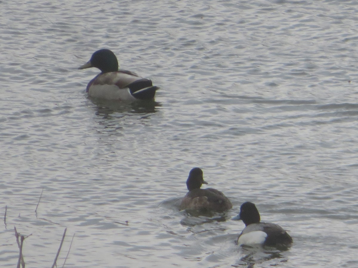 Lesser Scaup - ML617242309