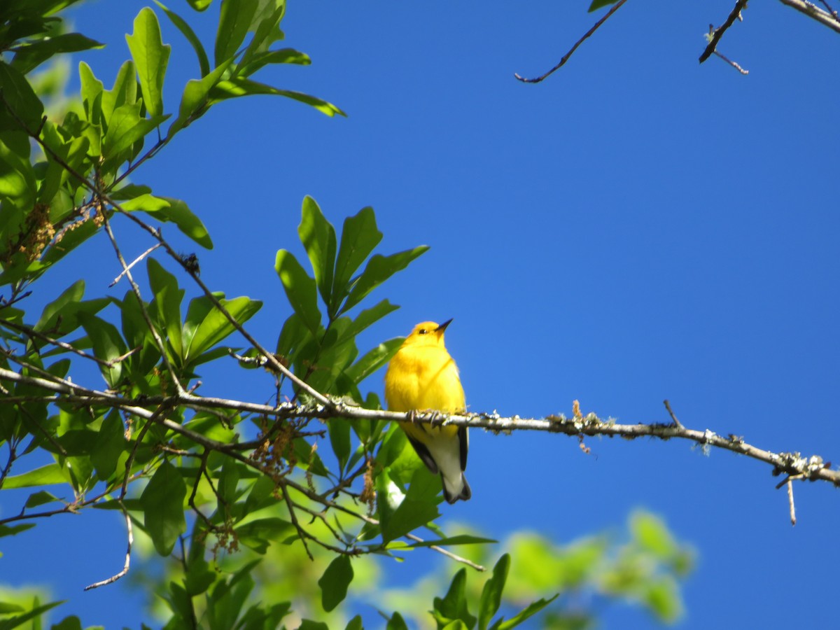 Prothonotary Warbler - Lee Justice