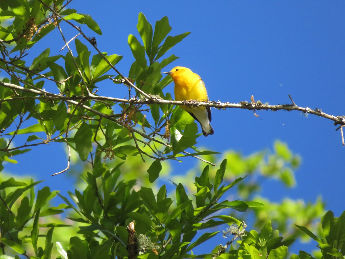 Prothonotary Warbler - Lee Justice