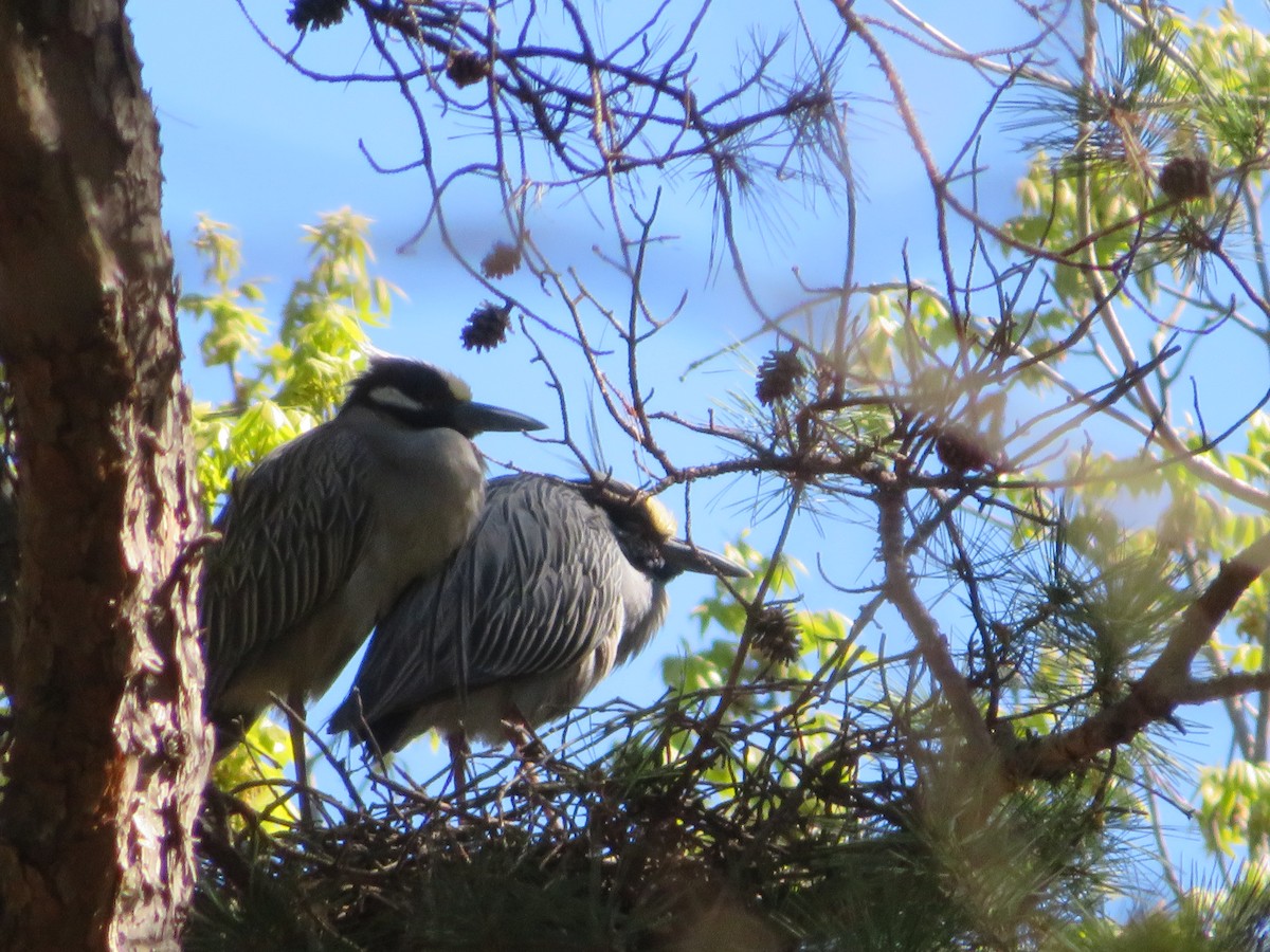 Yellow-crowned Night Heron - ML617242382