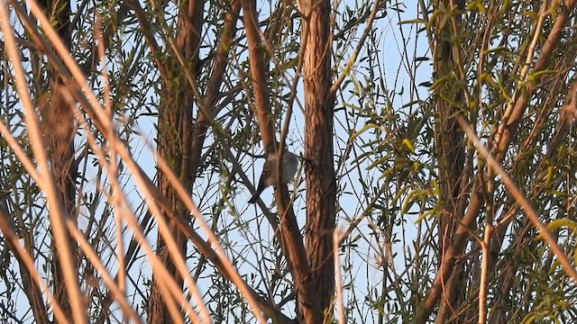 Gray Flycatcher - ML617242388