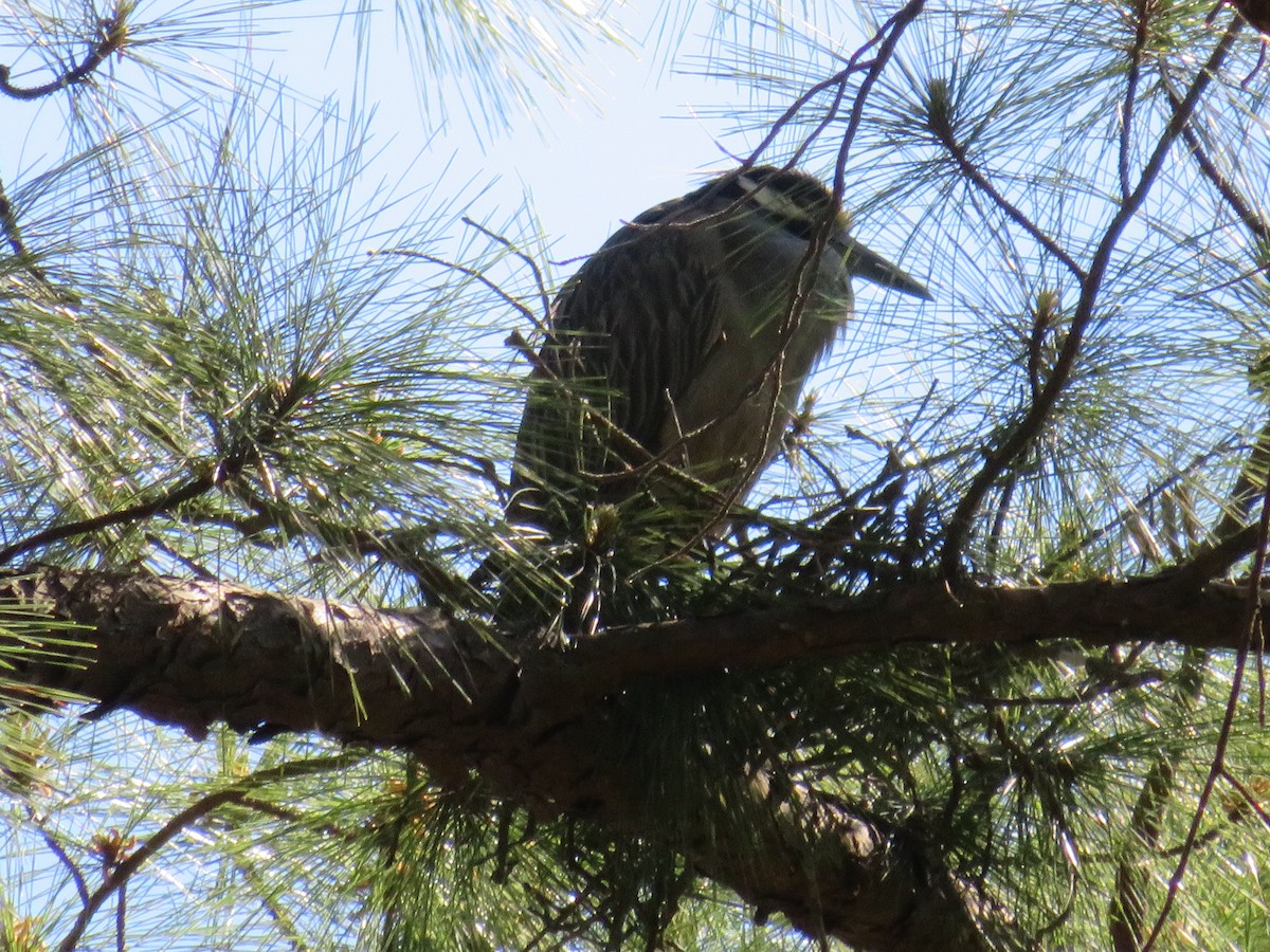 Yellow-crowned Night Heron - ML617242402