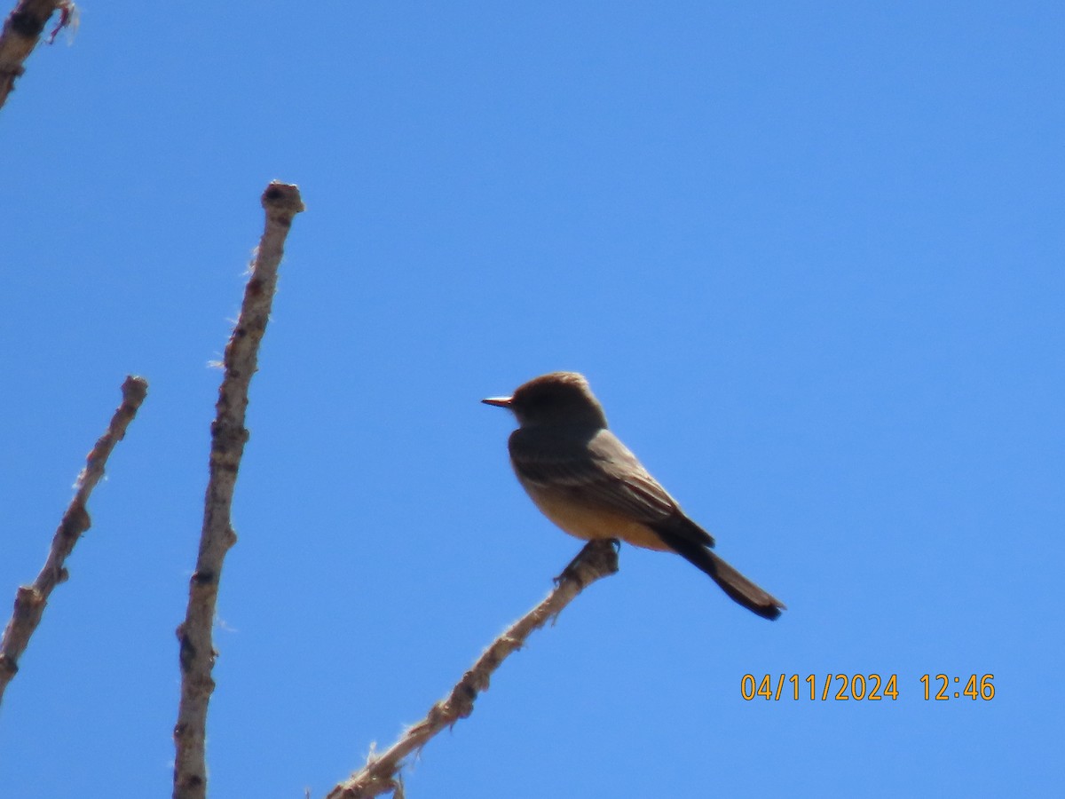 Say's Phoebe - Leon Book