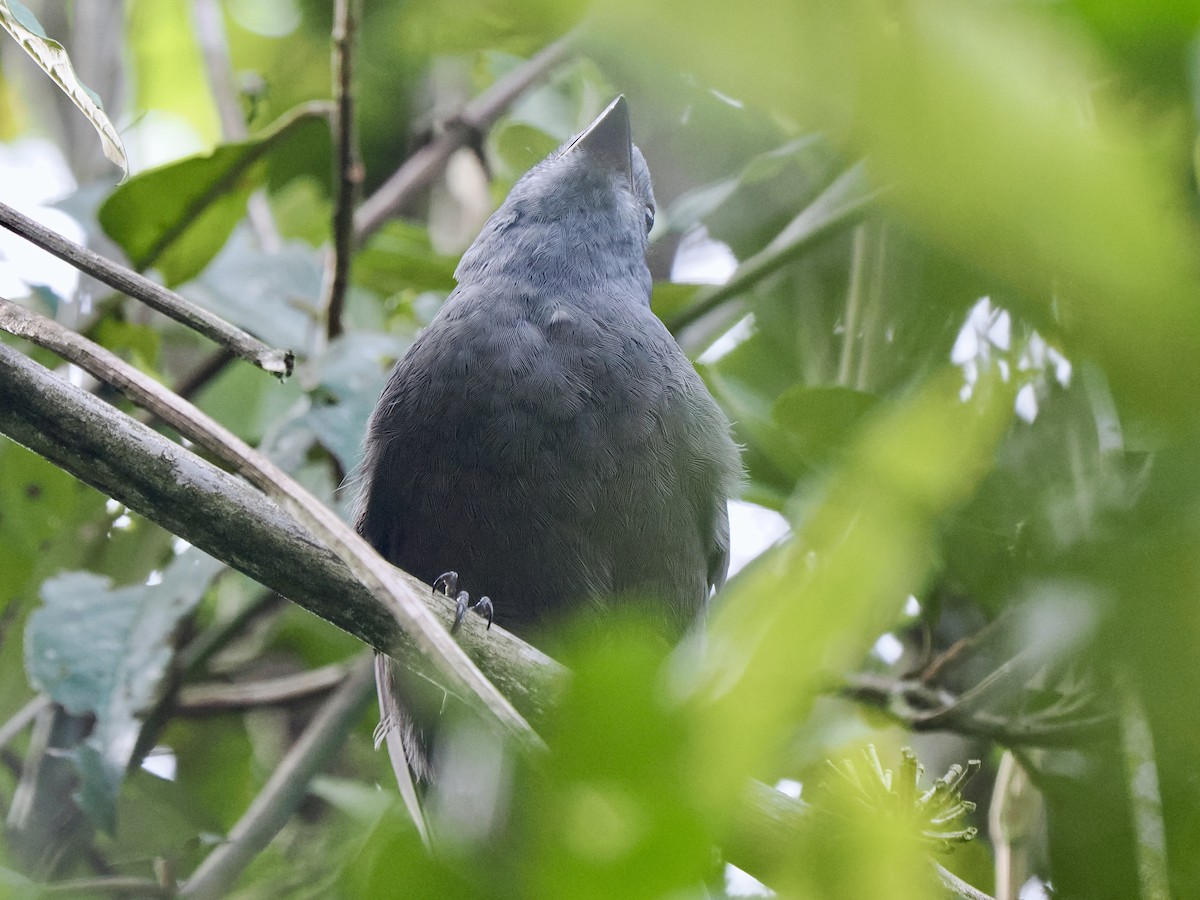 Guardabosques Oscuro - ML617242411