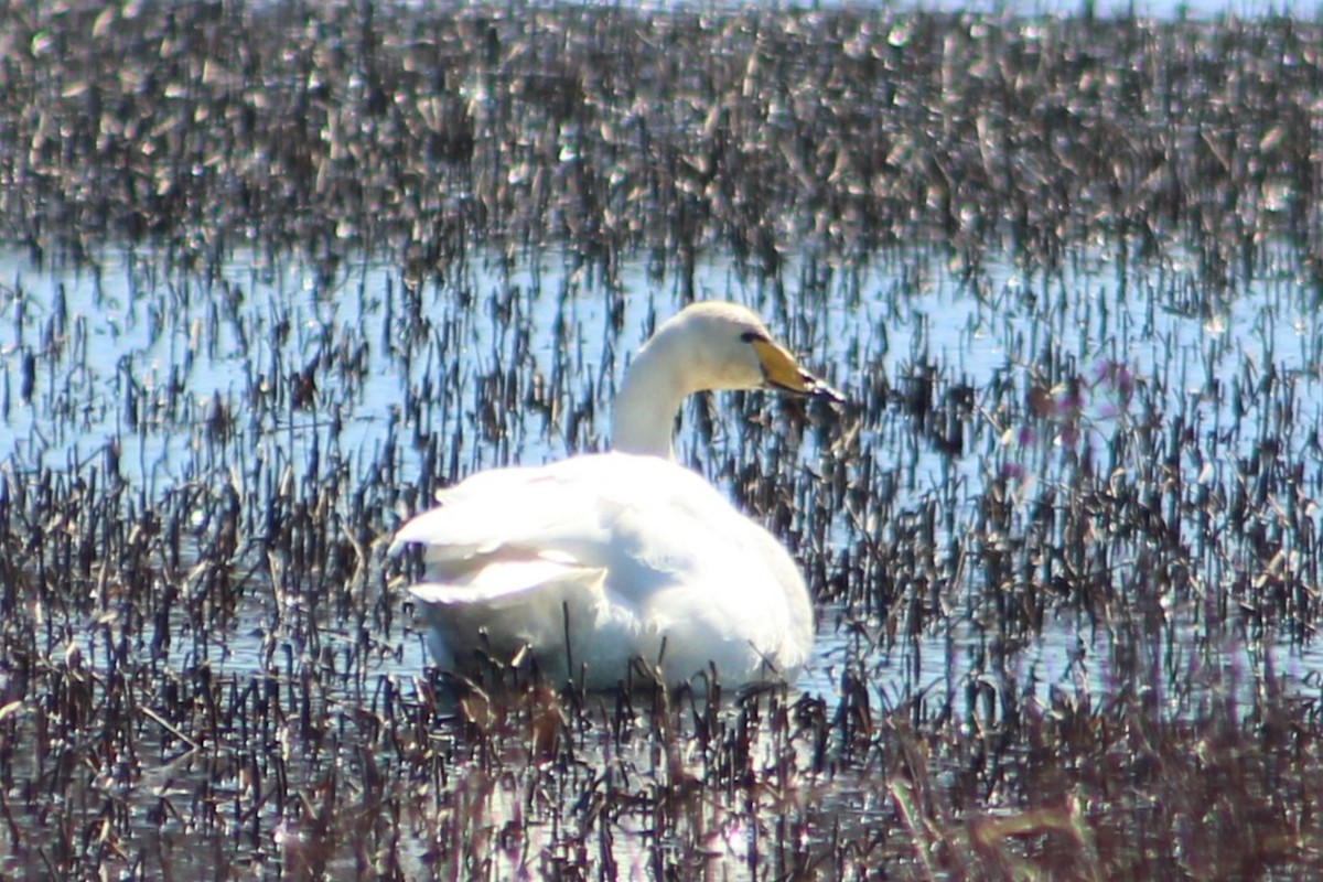 Whooper Swan - ML617242440