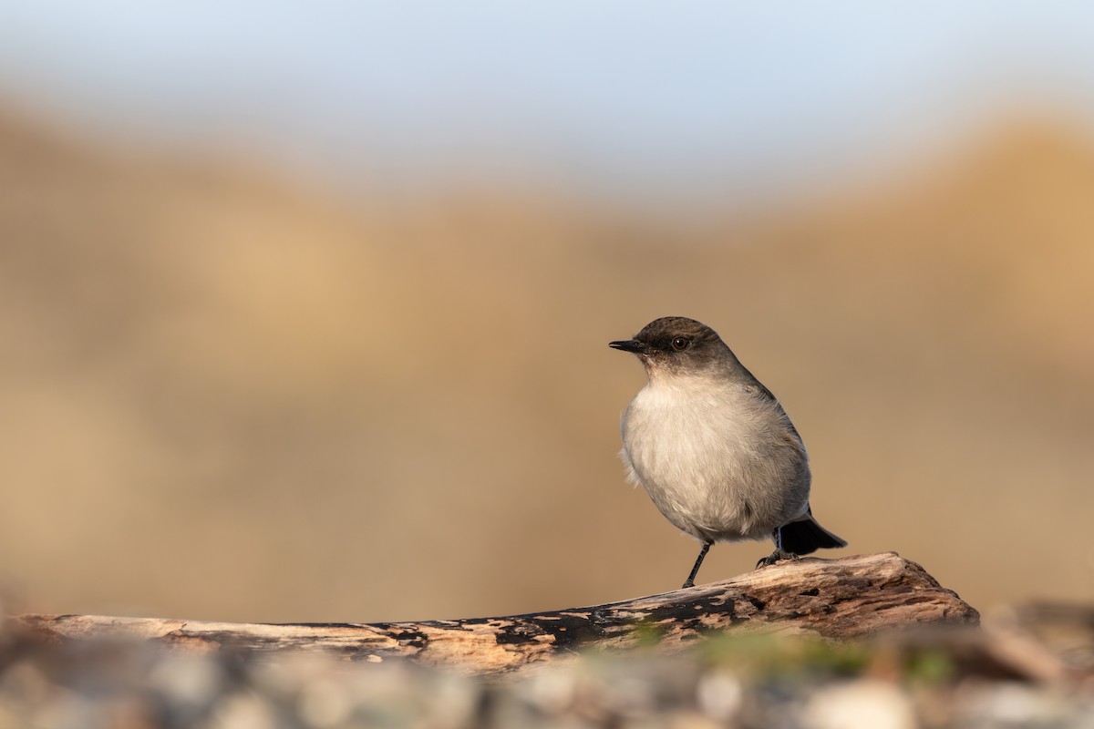 Dormilona Carinegra - ML617242504