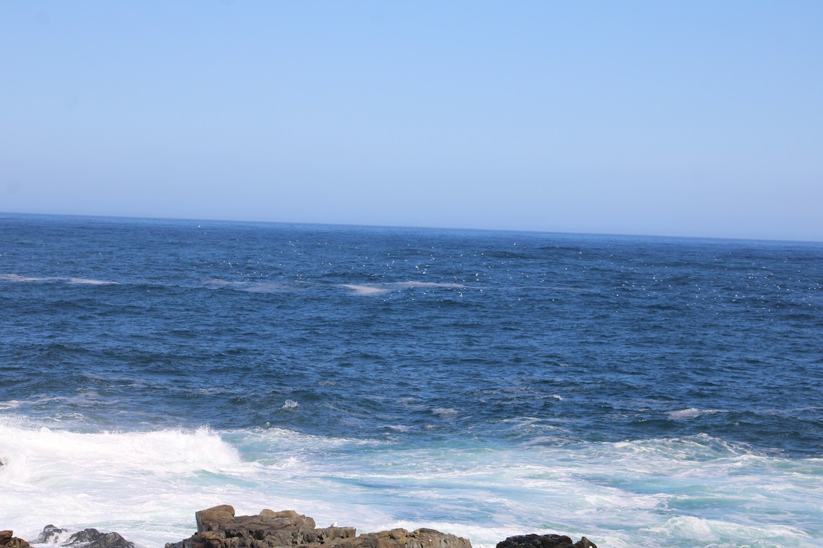 Black-legged Kittiwake - ML617242506