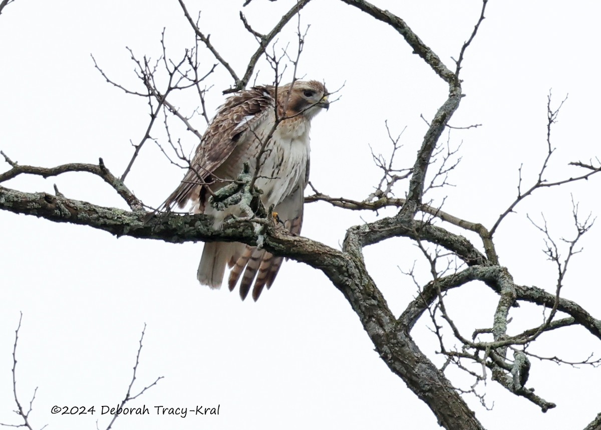 Red-tailed Hawk - ML617242509