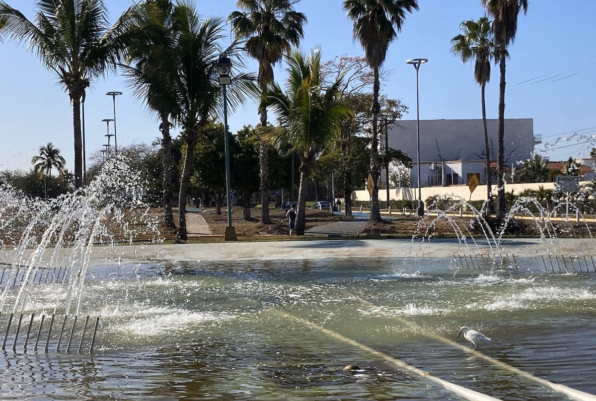 לבנית אמריקנית - ML617242531