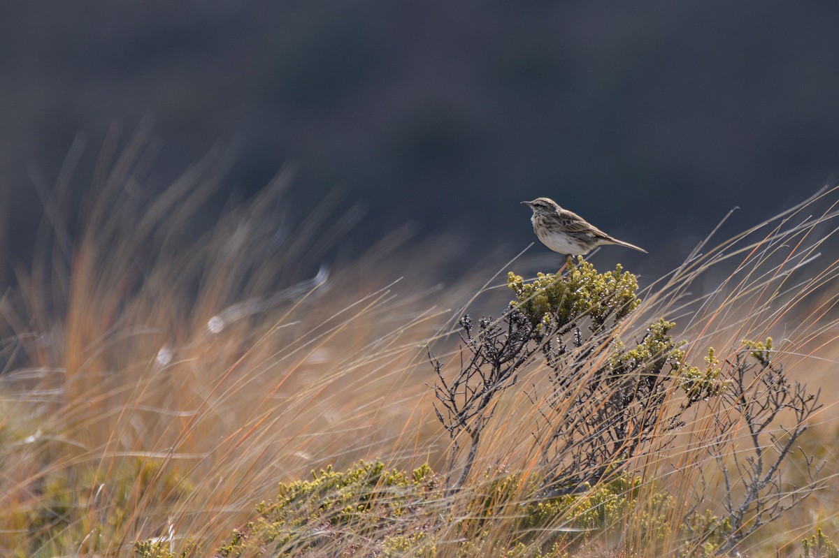 New Zealand Pipit - Christopher Tuffley