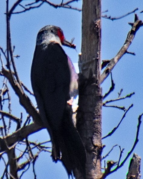 Lewis's Woodpecker - ML617242547