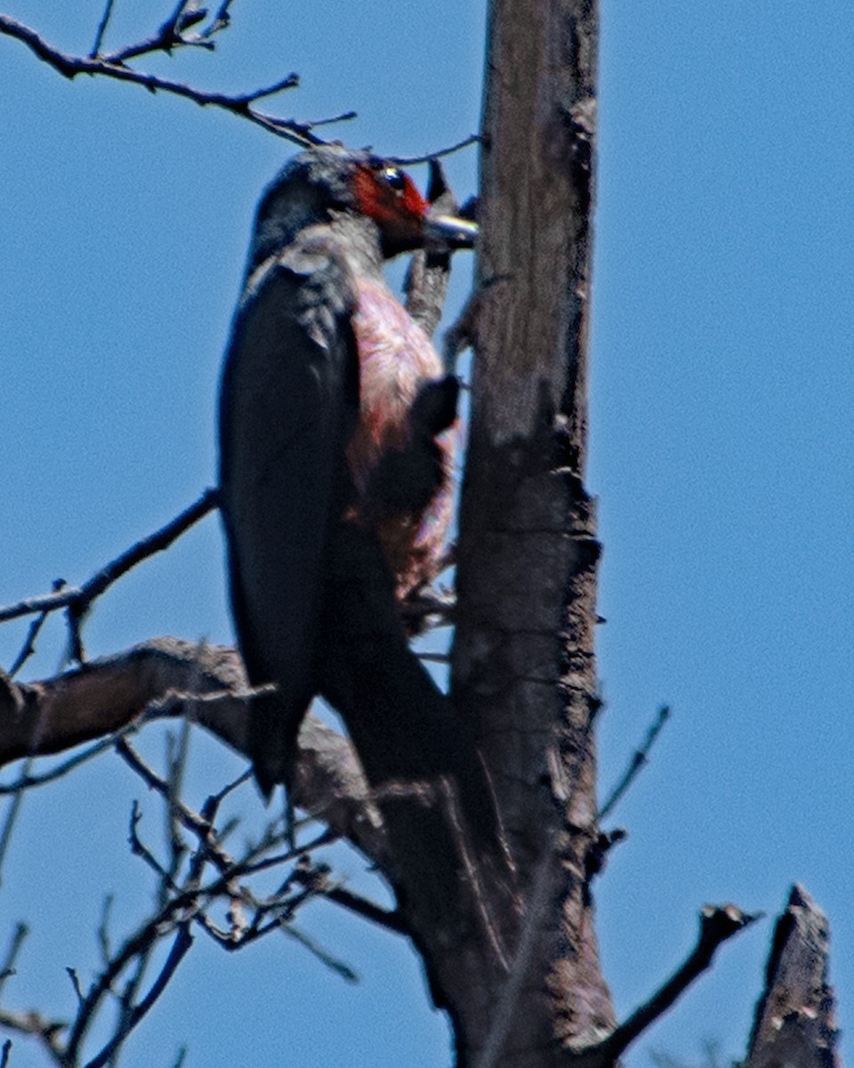 Lewis's Woodpecker - ML617242548