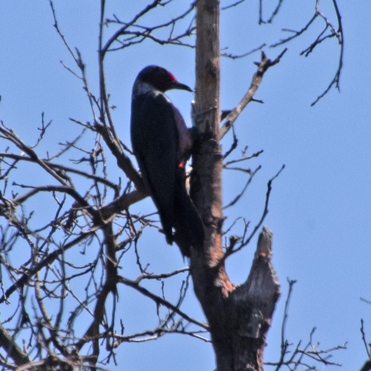 Lewis's Woodpecker - ML617242549