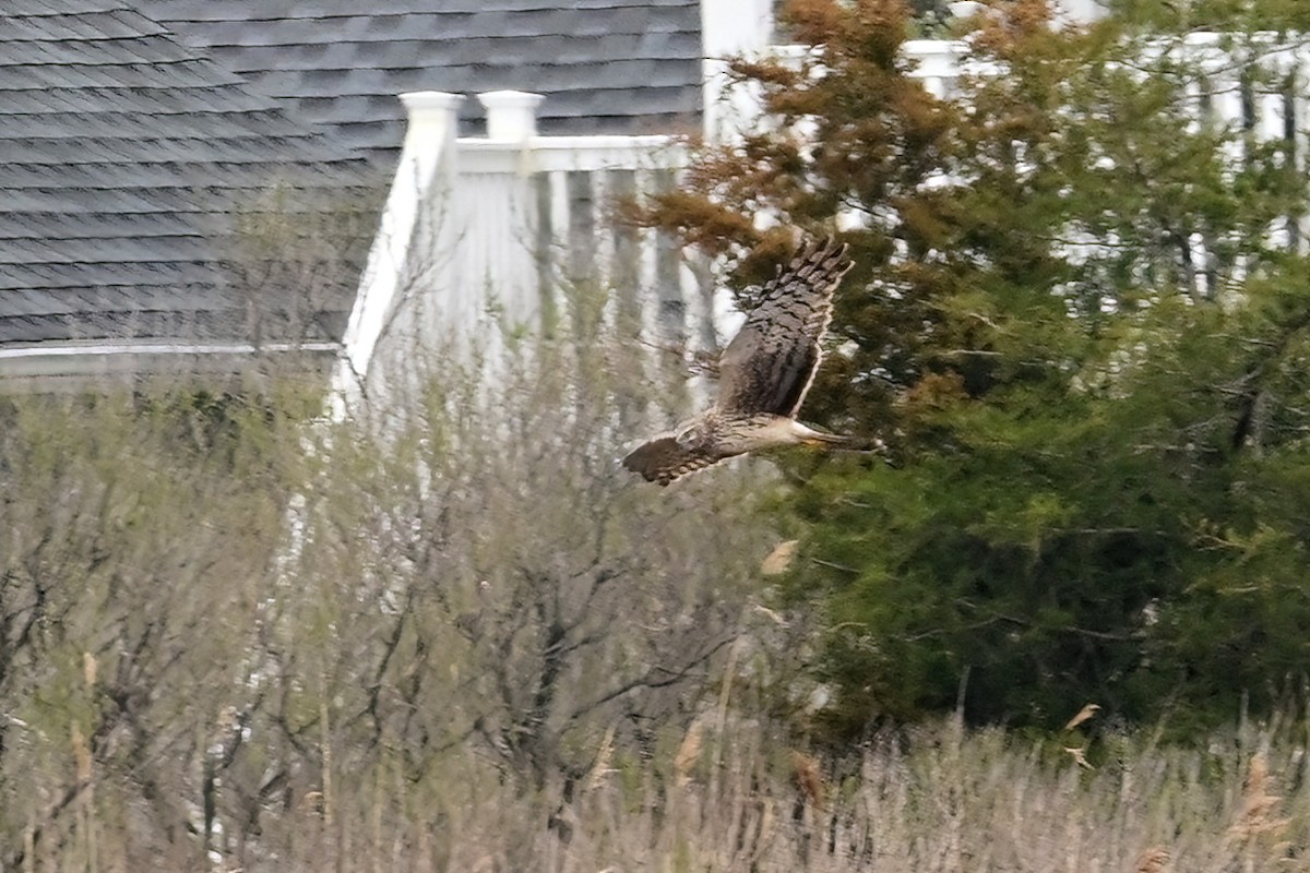 Northern Harrier - ML617242627