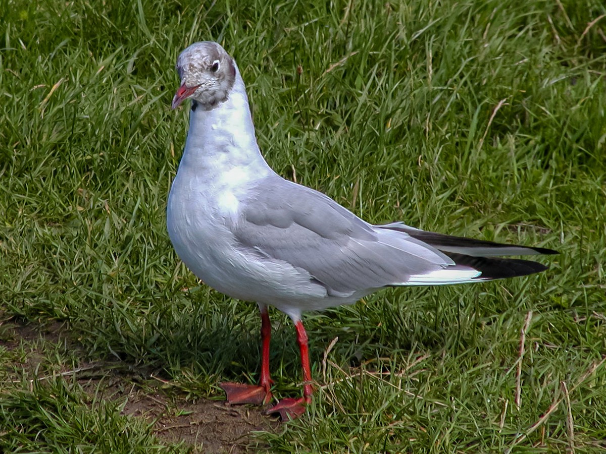 Mouette rieuse - ML617242639